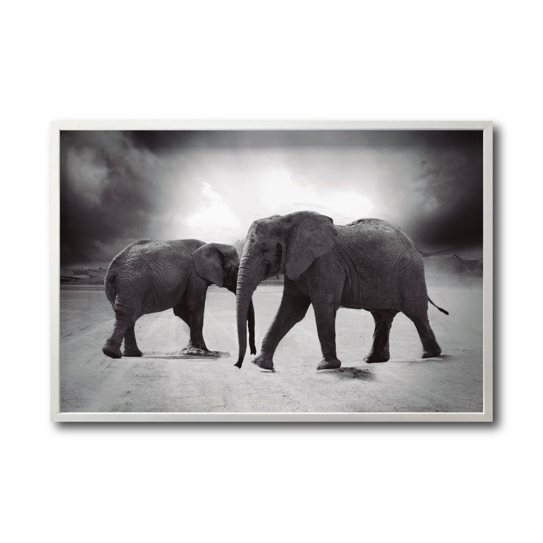 Cuadro Decorativo Fauna 018 - Elefantes Blanco y Negro