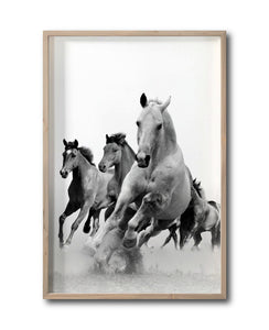 Cuadro Decorativo Caballos 019