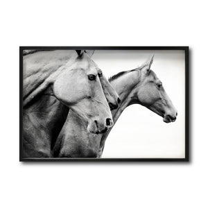 Cuadro Decorativo Caballos 020