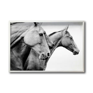 Cuadro Decorativo Caballos 020