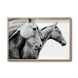 Cuadro Decorativo Caballos 020
