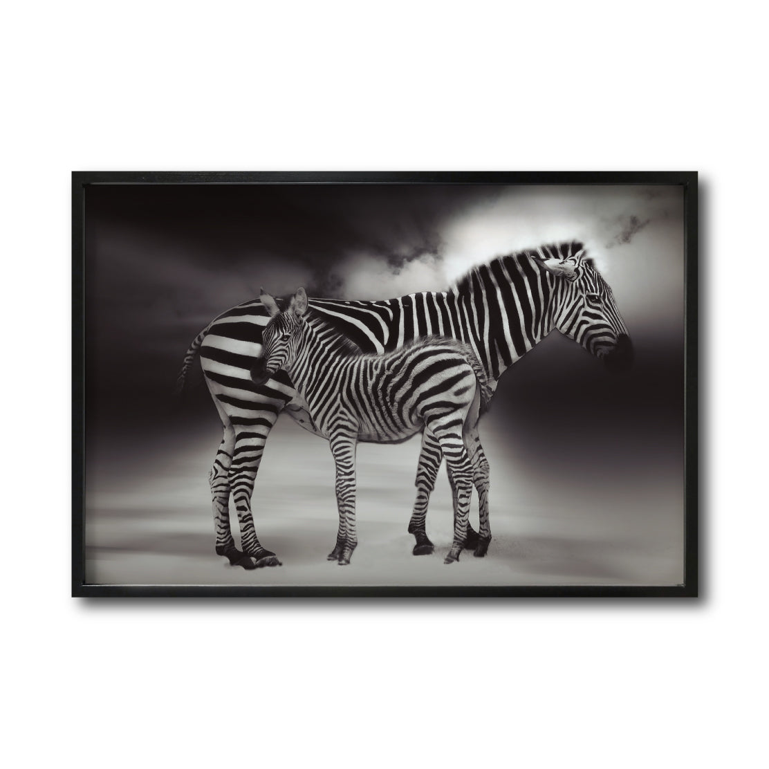 Cuadro Decorativo Fauna 020 - Cebras Blanco y Negro