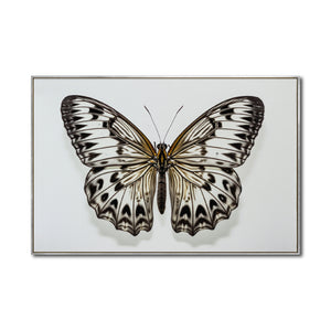 Cuadro Decorativo Alas 021