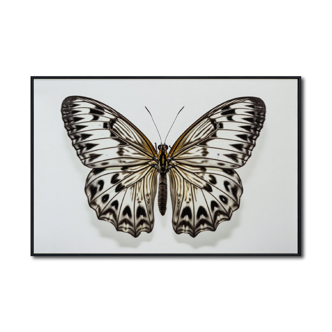 Cuadro Decorativo Alas 021