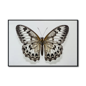Cuadro Decorativo Alas 021