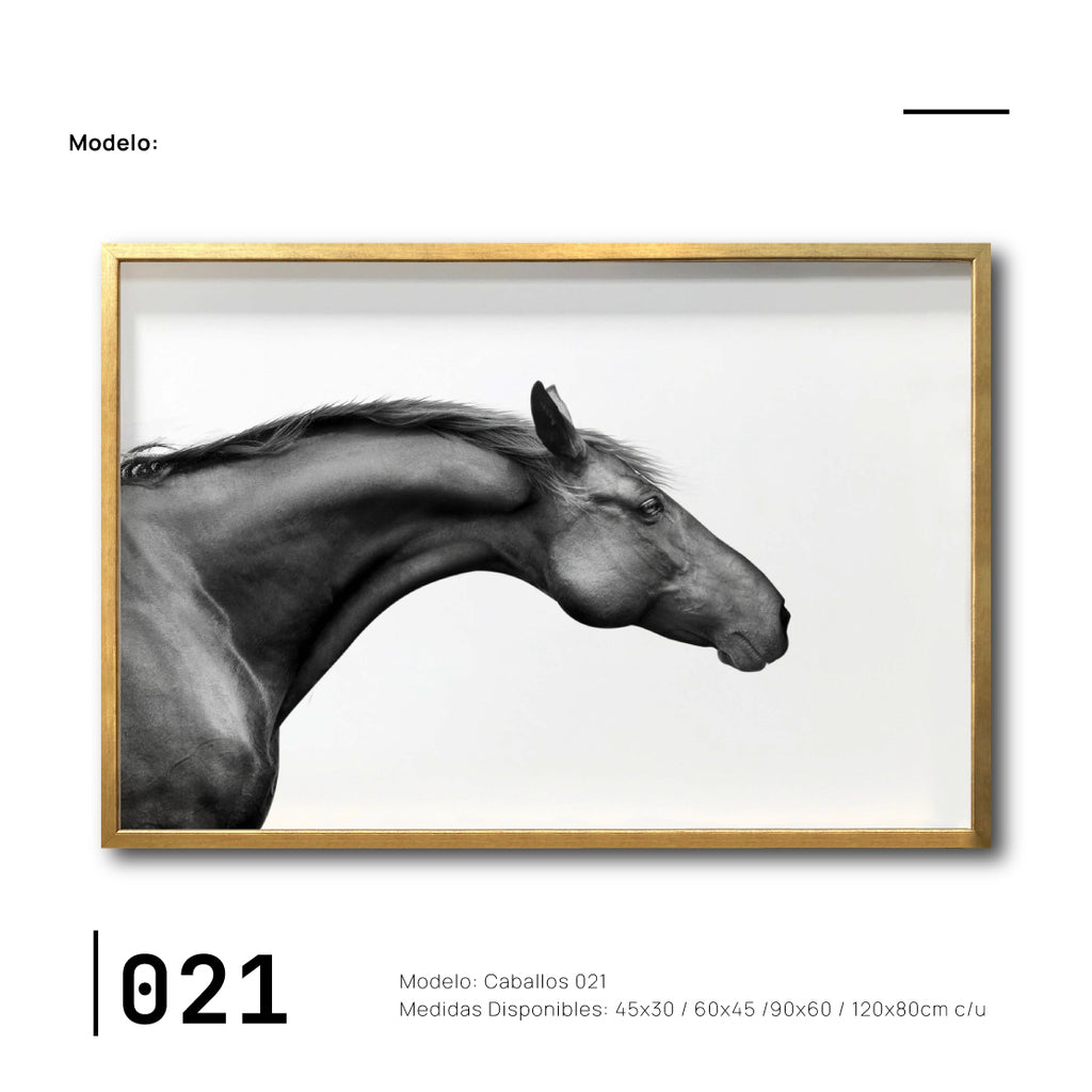 Cuadros de Caballos para comedor en CDMX Elegantes. Galería 314. Caballo blanco y negro.