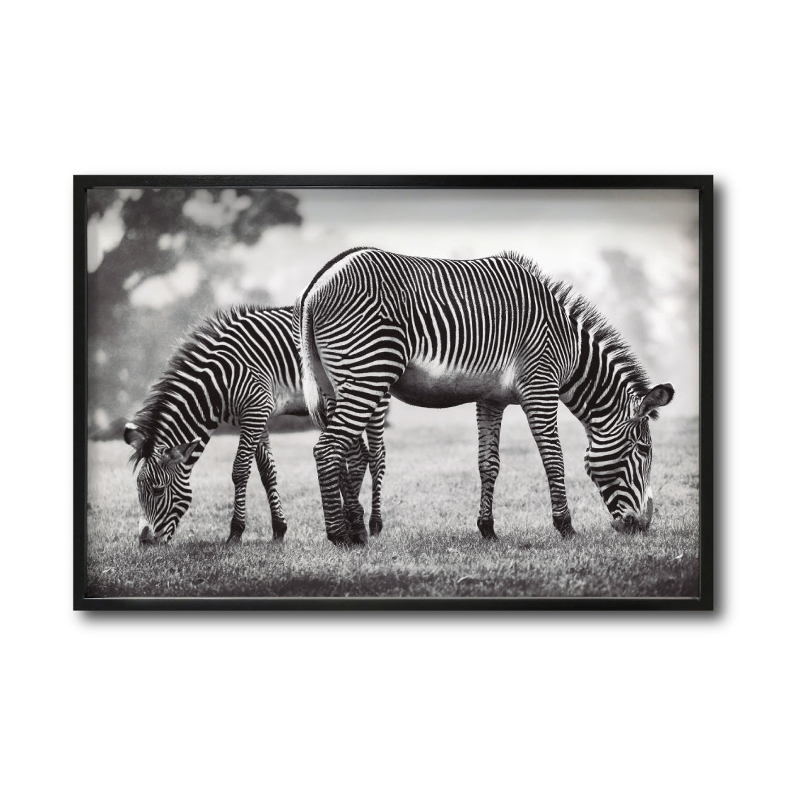 Cuadro Decorativo Fauna 022 - Cebras Blanco y Negro