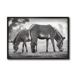 Cargar imagen en el visor de la galería, Cuadro Decorativo Fauna 022 - Cebras Blanco y Negro
