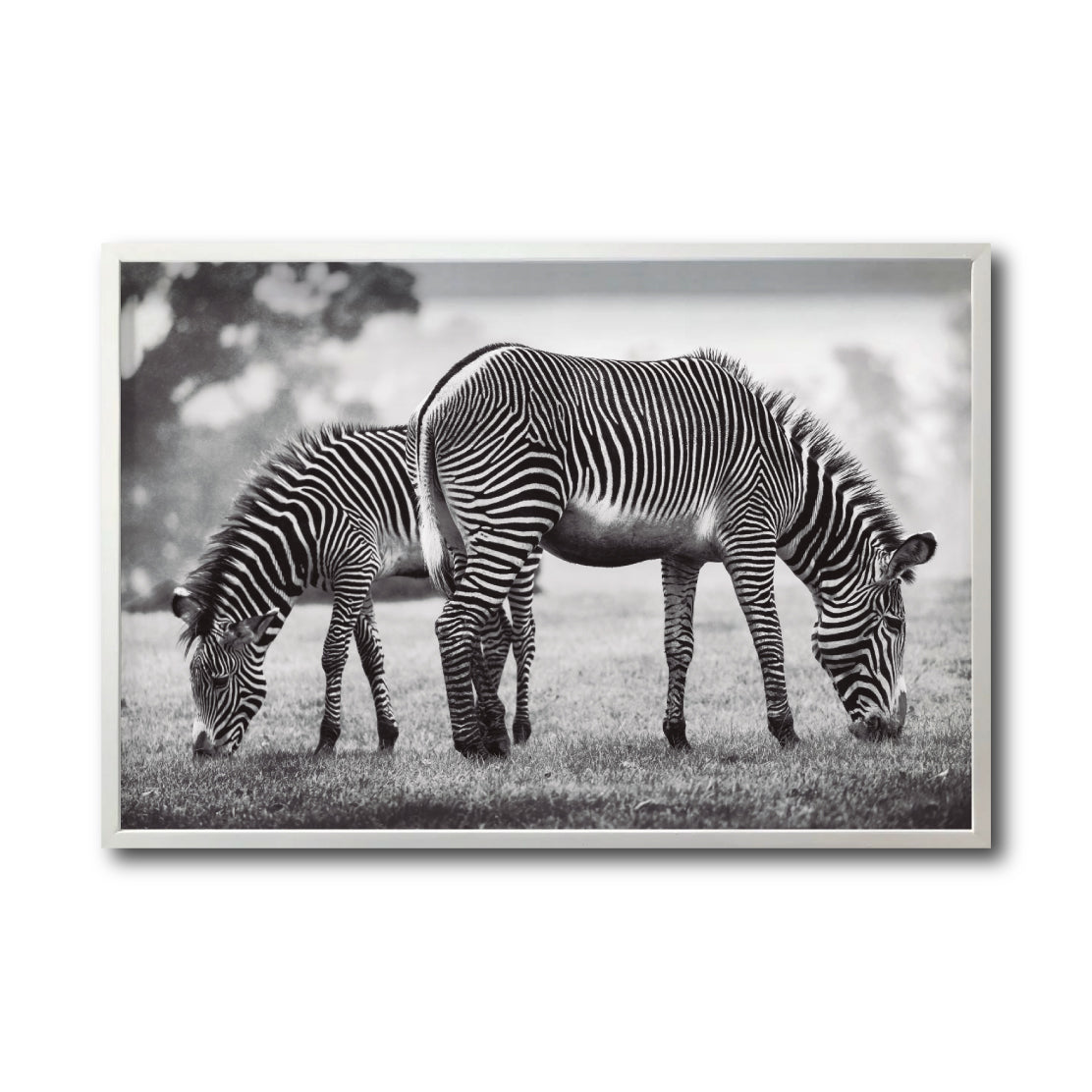 Cuadro Decorativo Fauna 022 - Cebras Blanco y Negro