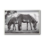 Cargar imagen en el visor de la galería, Cuadro Decorativo Fauna 022 - Cebras Blanco y Negro
