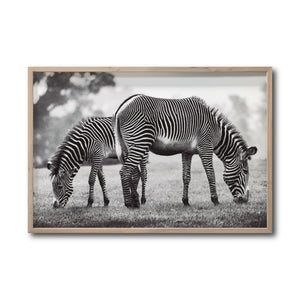 Cuadro Decorativo Fauna 022 - Cebras Blanco y Negro