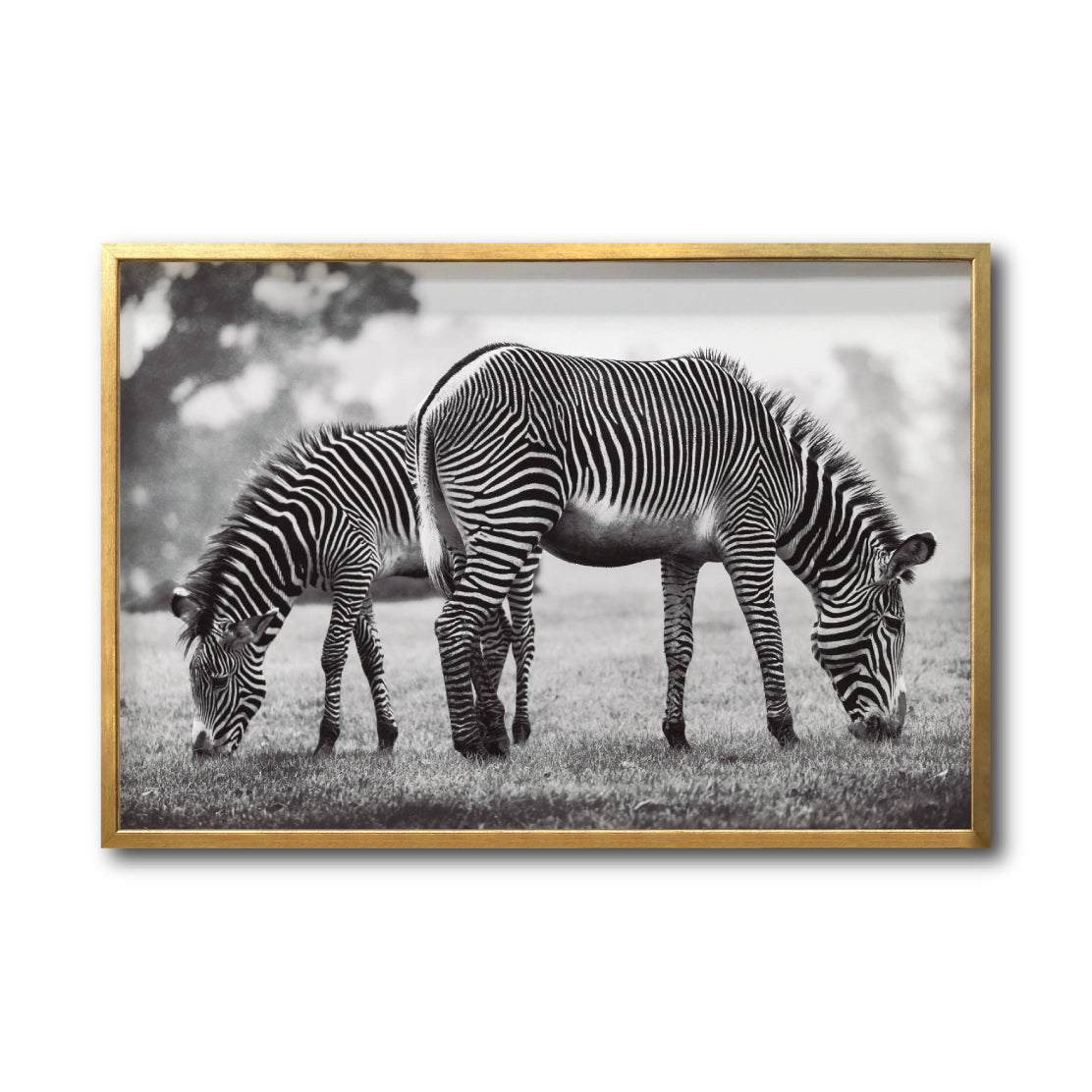 Cuadro Decorativo Fauna 022 - Cebras Blanco y Negro