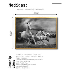 Cuadro Decorativo Caballos 024