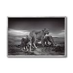 Cargar imagen en el visor de la galería, Cuadro Decorativo Fauna 026 - Leones Blanco y Negro
