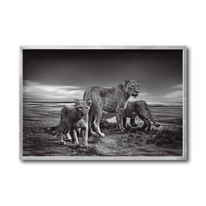 Cuadro Decorativo Fauna 026 - Leones Blanco y Negro