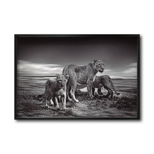 Cuadro Decorativo Fauna 026 - Leones Blanco y Negro