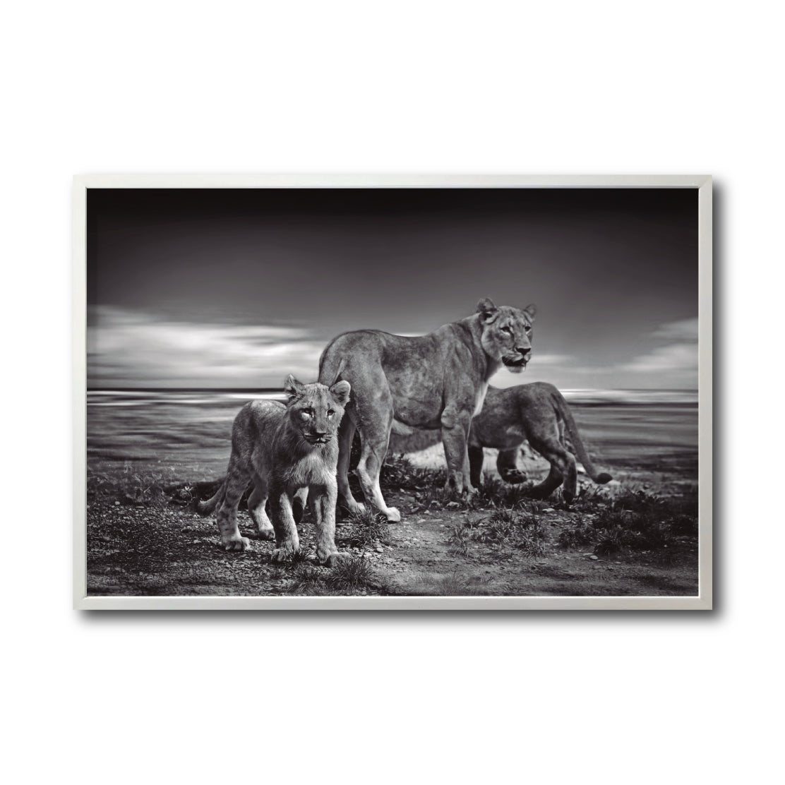 Cuadro Decorativo Fauna 026 - Leones Blanco y Negro