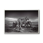 Cargar imagen en el visor de la galería, Cuadro Decorativo Fauna 026 - Leones Blanco y Negro
