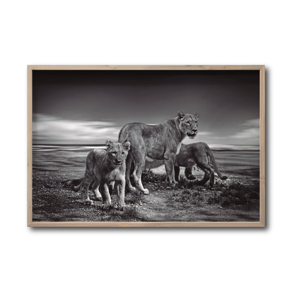 Cuadro Decorativo Fauna 026 - Leones Blanco y Negro