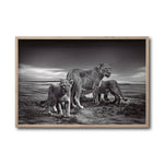 Cargar imagen en el visor de la galería, Cuadro Decorativo Fauna 026 - Leones Blanco y Negro
