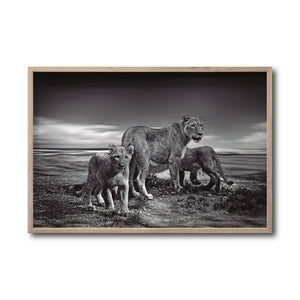 Cuadro Decorativo Fauna 026 - Leones Blanco y Negro