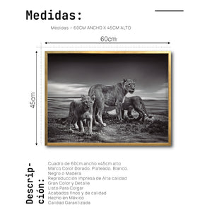 Cuadro Decorativo Fauna 026 - Leones Blanco y Negro