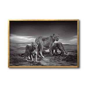 Cuadro Decorativo Fauna 026 - Leones Blanco y Negro