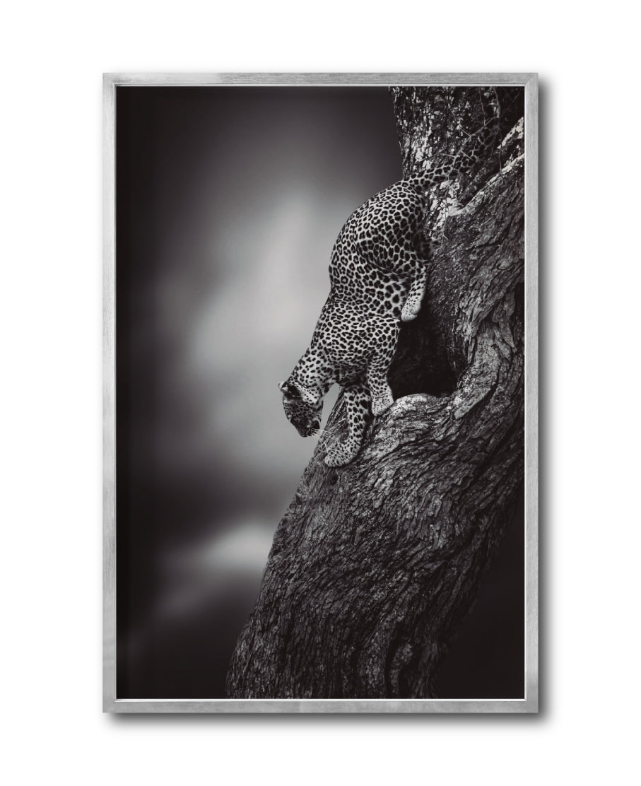 Cuadro Decorativo Fauna 028 - Leopardo Blanco y Negro