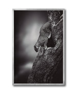 Cargar imagen en el visor de la galería, Cuadro Decorativo Fauna 028 - Leopardo Blanco y Negro
