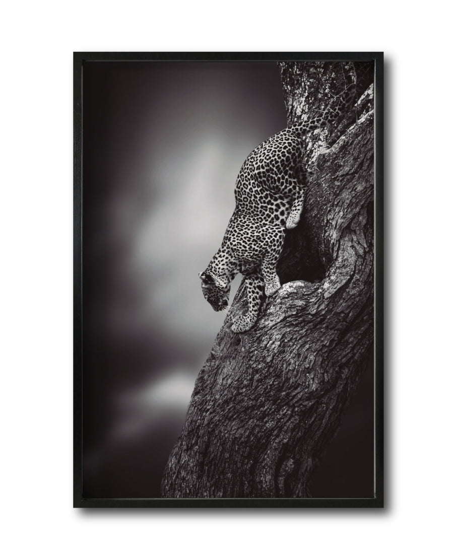 Cuadro Decorativo Fauna 028 - Leopardo Blanco y Negro