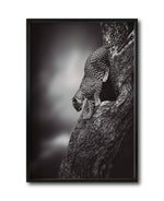 Cargar imagen en el visor de la galería, Cuadro Decorativo Fauna 028 - Leopardo Blanco y Negro
