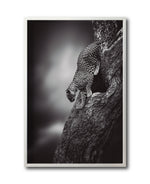 Cargar imagen en el visor de la galería, Cuadro Decorativo Fauna 028 - Leopardo Blanco y Negro
