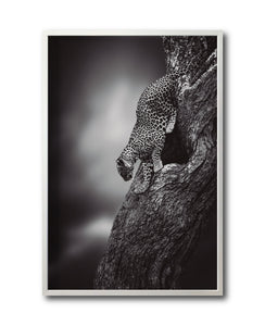 Cuadro Decorativo Fauna 028 - Leopardo Blanco y Negro