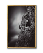 Cargar imagen en el visor de la galería, Cuadro Decorativo Fauna 028 - Leopardo Blanco y Negro
