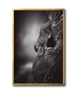 Cuadro Decorativo Fauna 028 - Leopardo Blanco y Negro