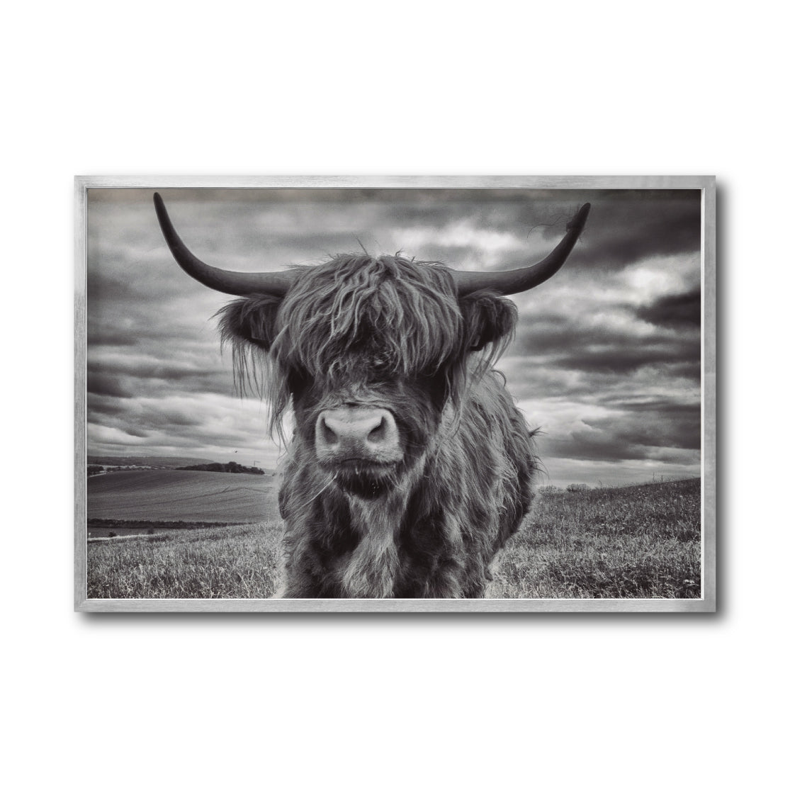 Cuadro Decorativo Fauna 032 - Vaca de las Tierras Altas Toro Blanco y Negro