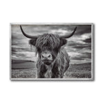 Cargar imagen en el visor de la galería, Cuadro Decorativo Fauna 032 - Vaca de las Tierras Altas Toro Blanco y Negro
