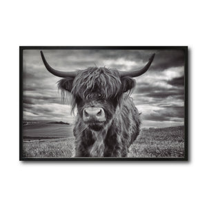 Cuadro Decorativo Fauna 032 - Vaca de las Tierras Altas Toro Blanco y Negro