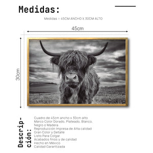 Cuadro Decorativo Fauna 032 - Vaca de las Tierras Altas Toro Blanco y Negro