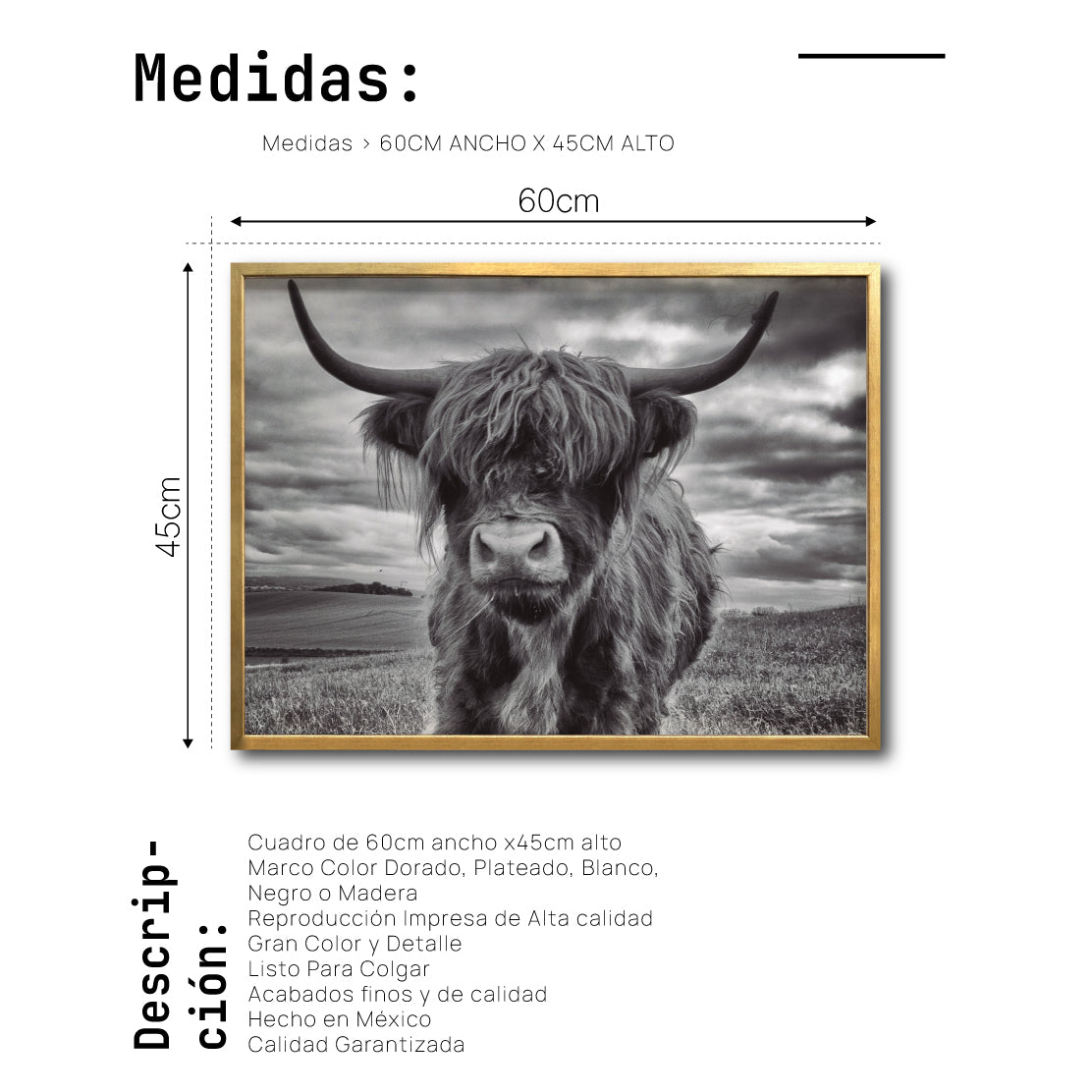 Cuadro Decorativo Fauna 032 - Vaca de las Tierras Altas Toro Blanco y Negro