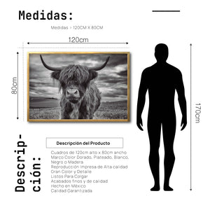 Cuadro Decorativo Fauna 032 - Vaca de las Tierras Altas Toro Blanco y Negro