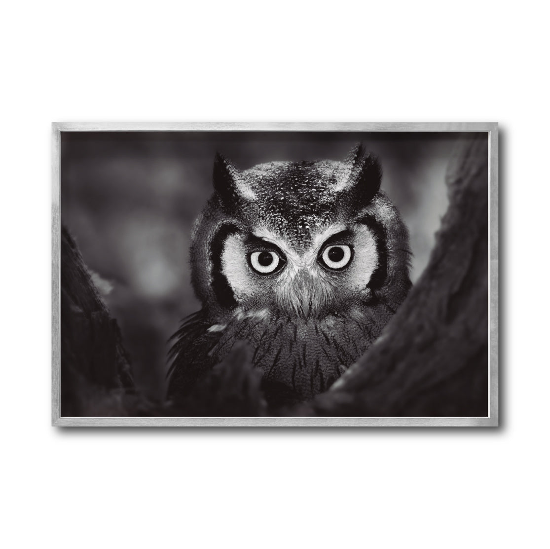 Cuadro Decorativo Fauna 033 -  Buho Blanco y Negro