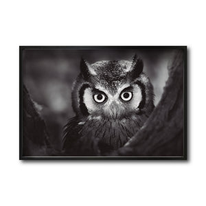 Cuadro Decorativo Fauna 033 -  Buho Blanco y Negro