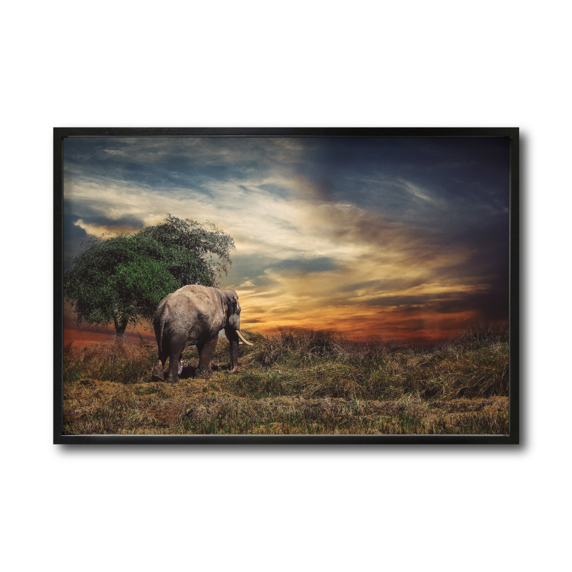 Cuadro Decorativo Fauna 041 - Elefante