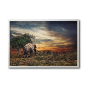 Cuadro Decorativo Fauna 041 - Elefante