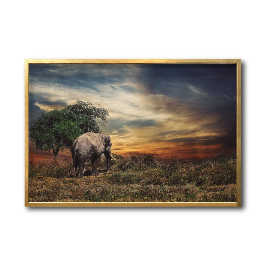 Cuadro Decorativo Fauna 041 - Elefante