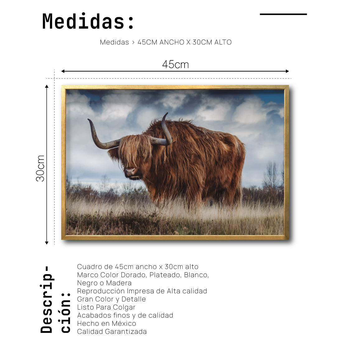 Cuadro Decorativo Fauna 042 - Vaca de las tierras altas