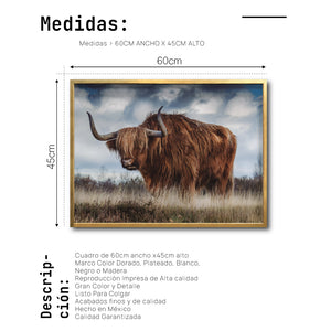 Cuadro Decorativo Fauna 042 - Vaca de las tierras altas