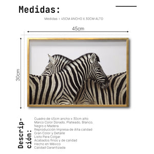 Cuadro Decorativo Fauna 043 -  Cebras