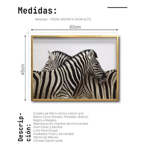 Cuadro Decorativo Fauna 043 -  Cebras